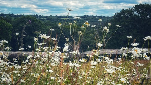 Lime Avenue in High Summer